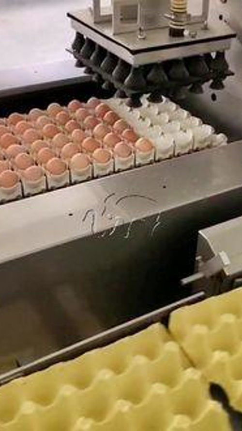 雞蛋自動擺盤流水線 雞蛋 養(yǎng)雞廠 食品機(jī)械設(shè)備 自動化生產(chǎn)線